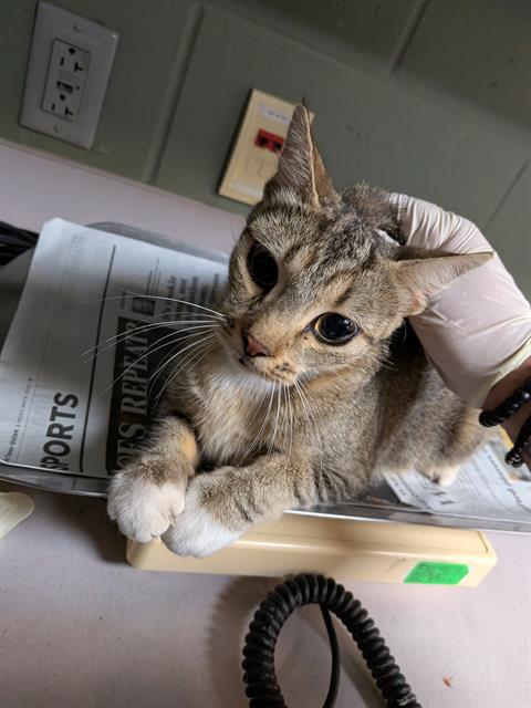 Shelter Stray Female Cat last seen Near BLOCK WOOD CREEK LN, 2020 Forest St, Jacksonville, FL 32204, USA