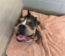 Shelter Stray Female Dog last seen Near BLOCK MONACO ST, 12155 Park Blvd, Brighton, CO 80601, USA