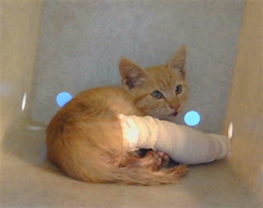 Shelter Stray Male Cat last seen , 216 W Victoria St, Gardena, CA 90248, USA