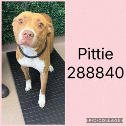 Shelter Stray Female Dog last seen FULTON MILL RD, 4214 Fulton Mill Rd, Macon, GA 31216, USA