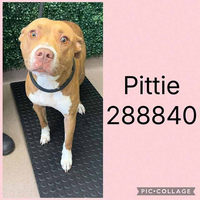 Shelter Stray Female Dog last seen FULTON MILL RD, 4214 Fulton Mill Rd, Macon, GA 31216, USA