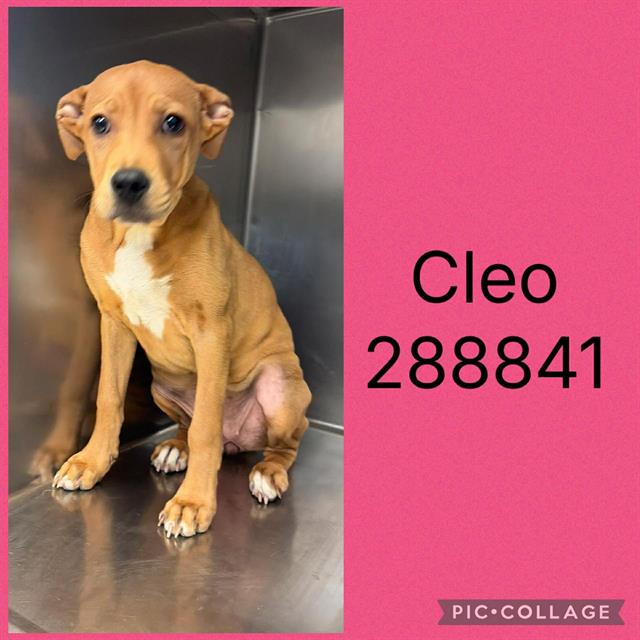 Shelter Stray Female Dog last seen CLIFFVIEW, 4214 Fulton Mill Rd, Macon, GA 31216, USA