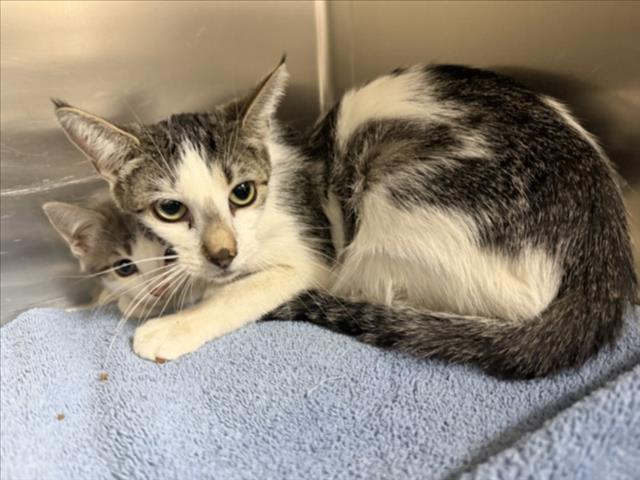 Shelter Stray Female Cat last seen Near BLOCK JAGUAR DR SANTA FE NM 87507, 100 Caja Del Rio Rd, Santa Fe, NM 87507, USA