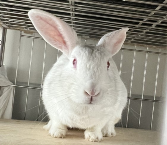 Shelter Stray Female Other last seen , 957 N Gaffey St, San Pedro, CA 90731, USA