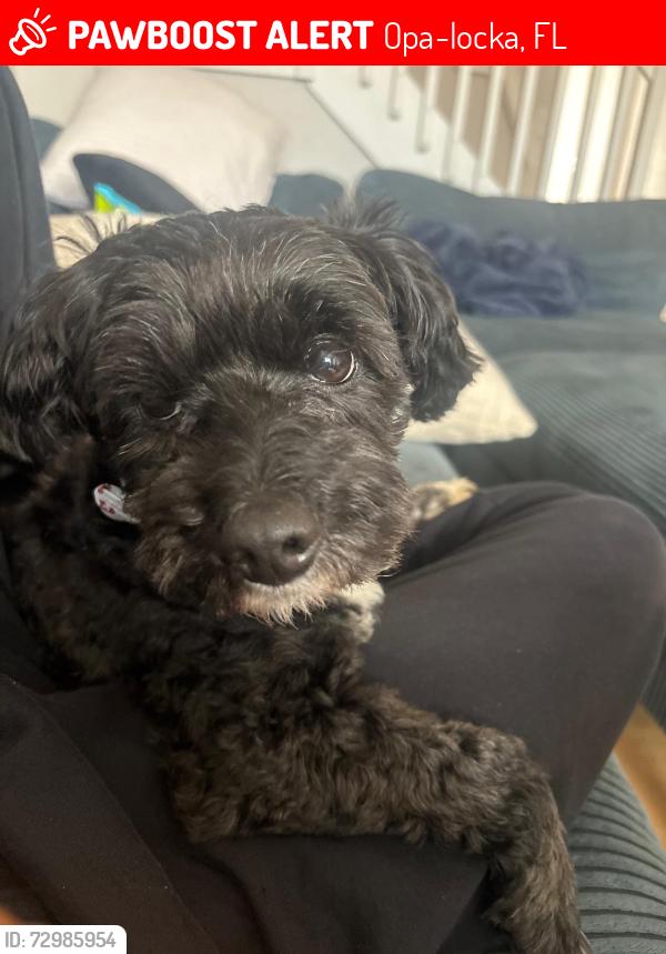 Lost Male Dog last seen Near sharazad blvd Opalocka Florida , Opa-locka, FL 33054