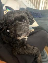 Lost Male Dog last seen Near sharazad blvd Opalocka Florida , Opa-locka, FL 33054