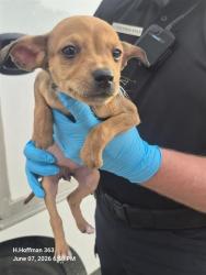Shelter Stray Female Dog last seen Near BLOCK, 4710 TX-151, San Antonio, TX 78227, USA