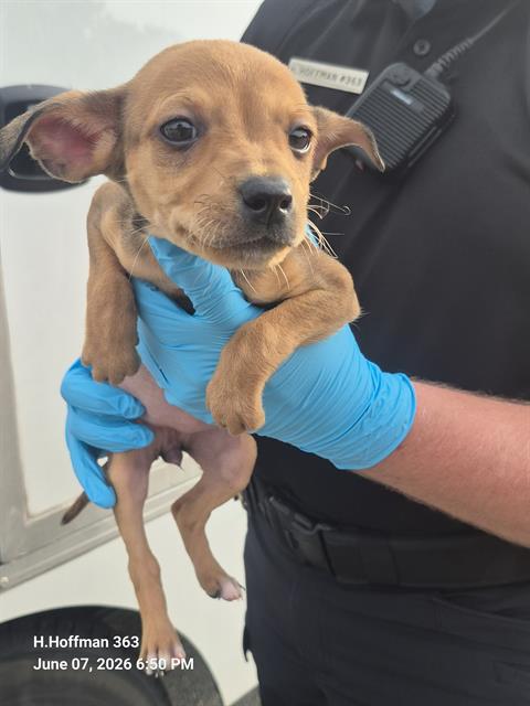 Shelter Stray Female Dog last seen Near BLOCK, 4710 TX-151, San Antonio, TX 78227, USA