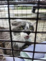 Shelter Stray Male Cat last seen FRAN FRAN ST, 4710 TX-151, San Antonio, TX 78227, USA