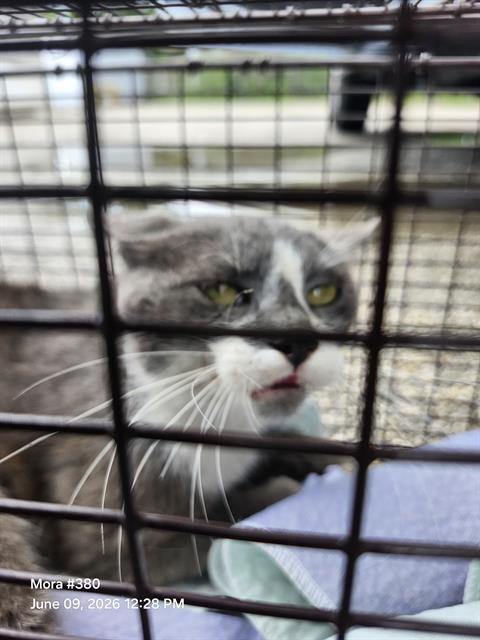 Shelter Stray Male Cat last seen FRAN FRAN ST, 4710 TX-151, San Antonio, TX 78227, USA