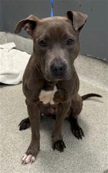 Shelter Stray Female Dog last seen Near BLOCK SUMMER MEADOW PL, TALLAHASSEE FL 32303, 1125 Easterwood Dr, Tallahassee, FL 32311, USA