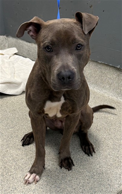 Shelter Stray Female Dog last seen Near BLOCK SUMMER MEADOW PL, TALLAHASSEE FL 32303, 1125 Easterwood Dr, Tallahassee, FL 32311, USA