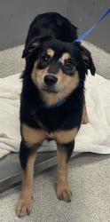 Shelter Stray Female Dog last seen Near BLOCK ARKANSAS ST, TALLAHASSEE FL 32304, 1125 Easterwood Dr, Tallahassee, FL 32311, USA