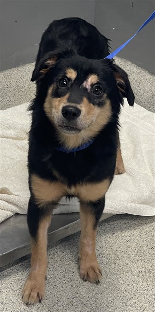 Shelter Stray Female Dog last seen Near BLOCK ARKANSAS ST, TALLAHASSEE FL 32304, 1125 Easterwood Dr, Tallahassee, FL 32311, USA