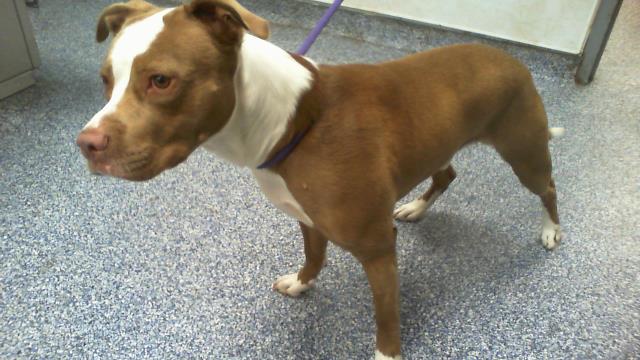 Shelter Stray Male Dog last seen CHARLOTTE, 8315 Byrum Dr, Charlotte, NC 28217, USA