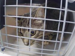Shelter Stray Male Cat last seen CHARLOTTE, 8315 Byrum Dr, Charlotte, NC 28217, USA