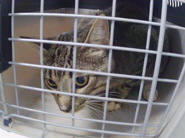 Shelter Stray Male Cat last seen CHARLOTTE, 8315 Byrum Dr, Charlotte, NC 28217, USA