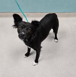 Shelter Stray Female Dog last seen Near BLOCK SULLIVAN LN, SPARKS NV 89431, 2825 Longley Ln Suite A, Reno, NV 89502, USA
