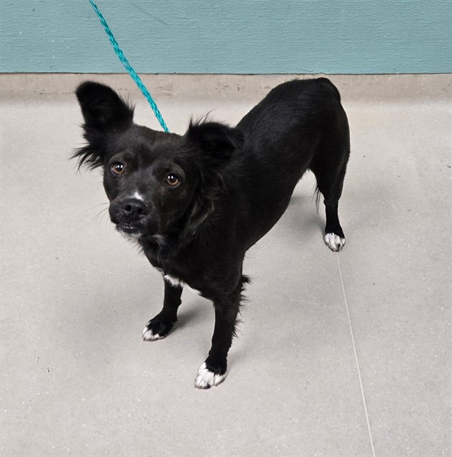 Shelter Stray Female Dog last seen Near BLOCK SULLIVAN LN, SPARKS NV 89431, 2825 Longley Ln Suite A, Reno, NV 89502, USA