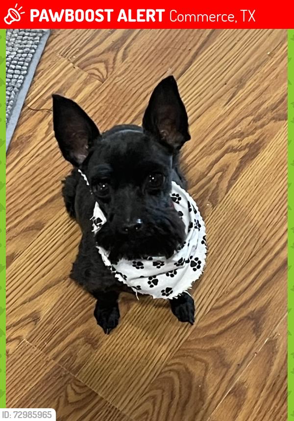 Lost Male Dog last seen Washington & Culver   Commerce, TX, Commerce, TX 75428