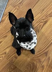 Lost Male Dog last seen Washington & Culver   Commerce, TX, Commerce, TX 75428