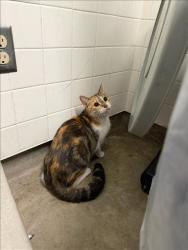 Shelter Stray Female Cat last seen , 14409 Vanowen St, Van Nuys, CA 91405, USA