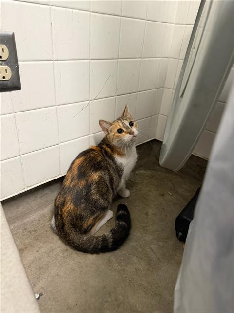 Shelter Stray Female Cat last seen , 14409 Vanowen St, Van Nuys, CA 91405, USA