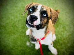 Shelter Stray Male Dog last seen , 2769 Conroy Rd, Orlando, FL 32839, USA