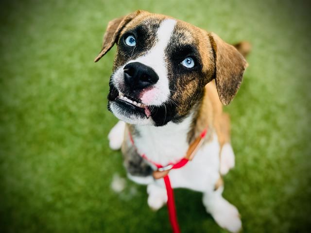 Shelter Stray Male Dog last seen , 2769 Conroy Rd, Orlando, FL 32839, USA