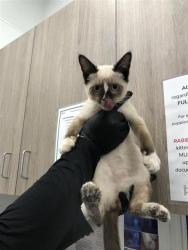 Shelter Stray Male Cat last seen Near BLOCK W FIGARDEN DR, FRESNO CA 93722, 5277 E Airways Blvd, Fresno, CA 93727, USA