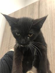 Shelter Stray Female Cat last seen Near BLOCK W FIGARDEN DR, FRESNO CA 93722, 5277 E Airways Blvd, Fresno, CA 93727, USA