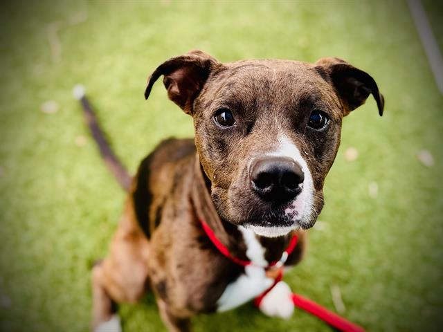 Shelter Stray Male Dog last seen , 2769 Conroy Rd, Orlando, FL 32839, USA