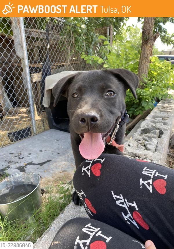 Found/Stray Unknown Dog last seen Dawson-pine and sheridan, Tulsa, OK 74115