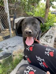 Found/Stray Unknown Dog last seen Dawson-pine and sheridan, Tulsa, OK 74115