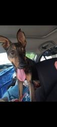 Reunited Female Dog last seen Any time fitness, Terre Haute, IN 47802