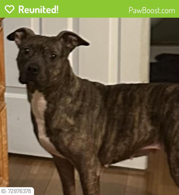 Reunited Female Dog last seen Lomond lane and Smith Hines, Greenville, SC 29607