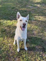 Lost Male Dog last seen union grove rd by train tracks lithia springs , Powder Springs, GA 30127