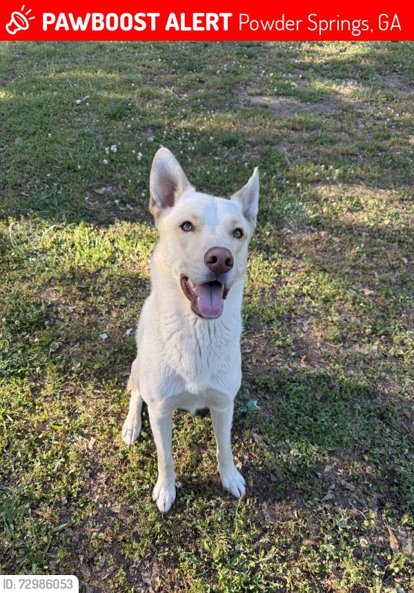 Lost Male Dog last seen union grove rd by train tracks lithia springs , Powder Springs, GA 30127