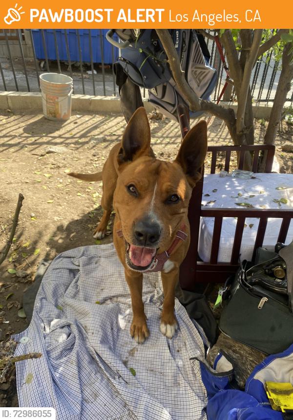 Found/Stray Male Dog last seen Near cazador st, los angeles, ca 90065, Los Angeles, CA 90065
