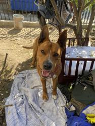 Found/Stray Male Dog last seen Near cazador st, los angeles, ca 90065, Los Angeles, CA 90065