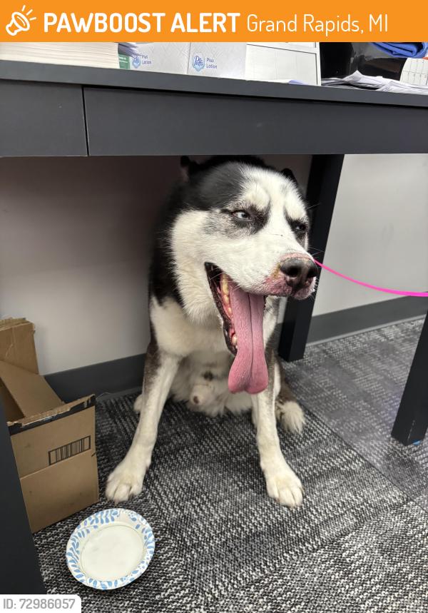 Found/Stray Male Dog last seen Wolverine coil and spring , Grand Rapids, MI 49504