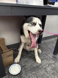 Found/Stray Male Dog last seen Wolverine coil and spring , Grand Rapids, MI 49504
