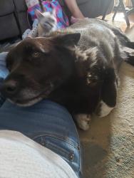 Reunited Male Dog last seen Hart ranch rd West and neck yoke rd Rapid City SD , Mount Rushmore, SD 57702