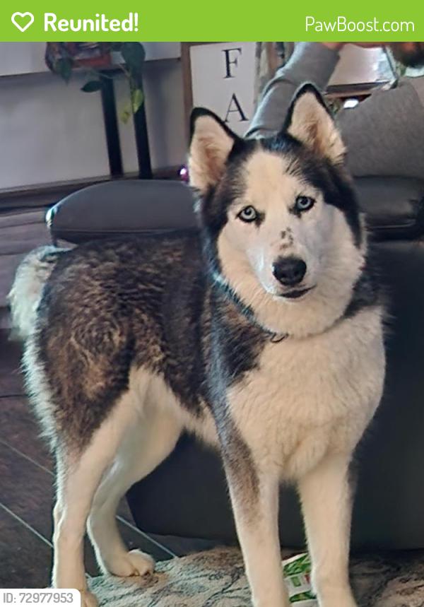 Reunited Female Dog last seen Riveria ave, Massillon, OH 44646