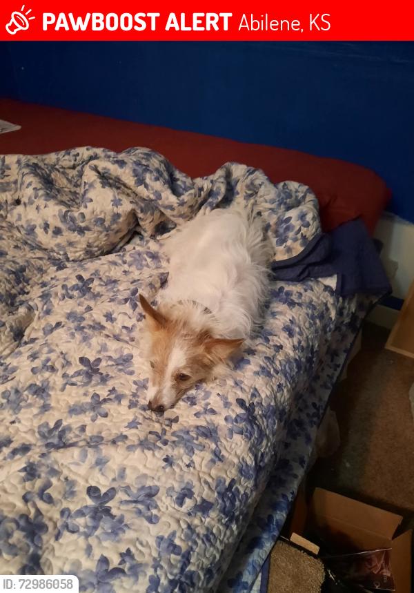 Lost Female Dog last seen Kueney street , Abilene, KS 67410