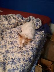Lost Female Dog last seen Kueney street , Abilene, KS 67410