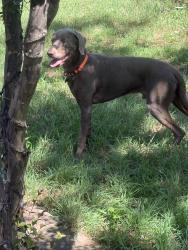 Reunited Male Dog last seen Norwood Drive and W Hayes Lane, Hurst, TX 76053