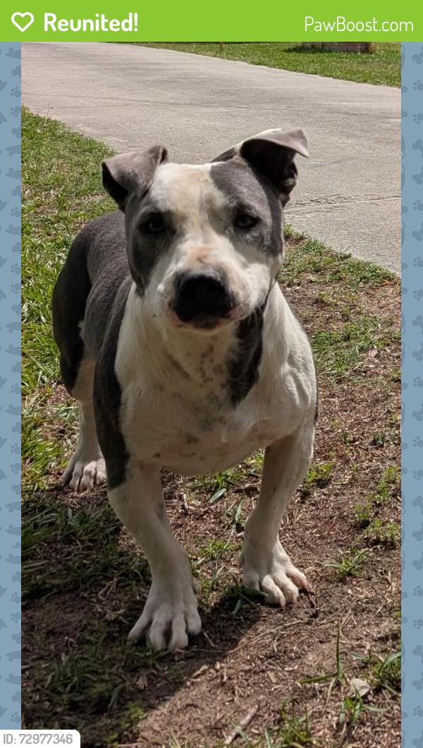 Reunited Male Dog last seen Bear creek rd, Blythewood, SC 29016