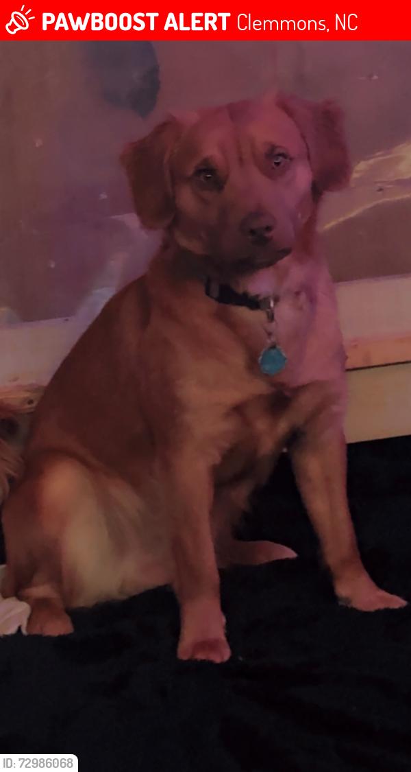 Lost Male Dog last seen Tanglewood, Clemmons, NC 27012