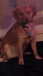 Lost Male Dog last seen Tanglewood, Clemmons, NC 27012